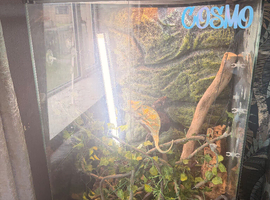 Chameleon with exo terra tank and stand