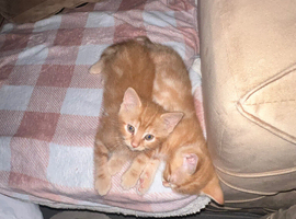 Beautiful ginger kitten 1 left male