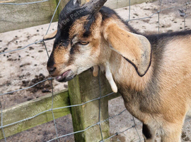 Anglo nubian/dwarf dairy billy goat.