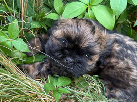 Lovely cheeky Shih Tzu pups Just 2 lovely boys