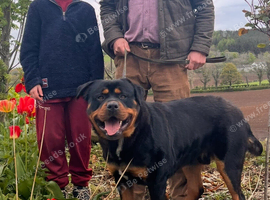 Male Rottweiler 3 years old
