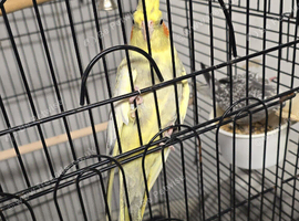 Pied cockatiel - male