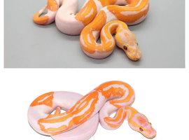 Wanted ball python breeders