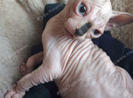 Sphynx Kittens Ready to Leave Now
