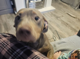 8 month old sausage bully