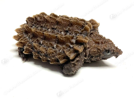 WANTED - BABY/YOUNG ALLIGATOR SNAPPER
