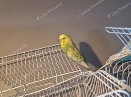 Budgies