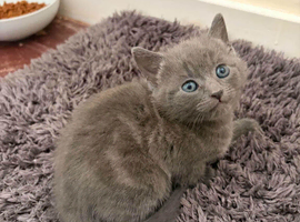2 grey tabbies 1 black