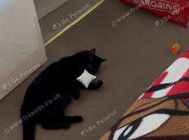 Male senior cat