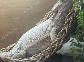 Bearded dragon