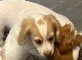 Cocker spaniel puppies