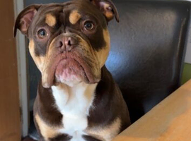 Olde English Bulldog