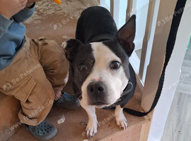 8 year old female staffy