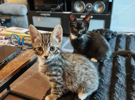 boy and girl kitten