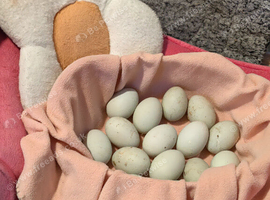 Hatching Fertile Runner duck eggs