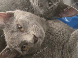 Russian Blue kittens