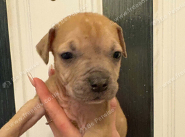 Boerboel/mastiff puppies