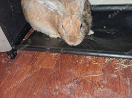 3 MALE RABBITS FOR SALE