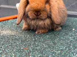 Sooty Fawn Buck Mini Lop