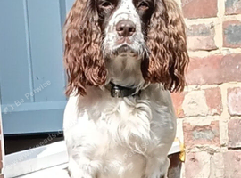 Springer