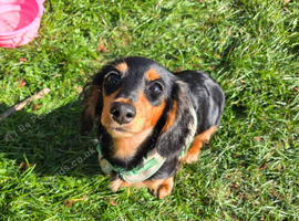 Minature longhair daschund puppy