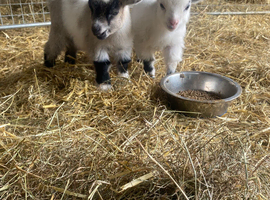 Pure bred Pygmy goat kids