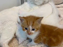 Adorable kittens looking for new homes