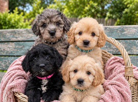 Mini Goldendoodle Babies