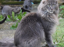TICCA REGISTERED POLYDACTLE MAINE COON KITTENS