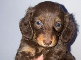 Longhair dachshunds available