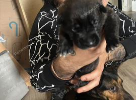 6 mixed cane corsa & German shepherd cross Rottweiler