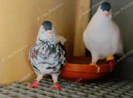 Afghani pigeons