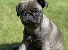 Beautiful Pug Puppies Ready for New Families