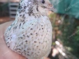 1 male 4 female group of quail