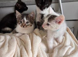 Beautiful kittens