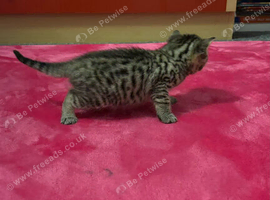 Kittens looking for a lovely home