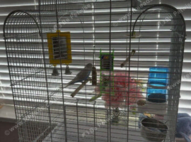 Small parrot cage