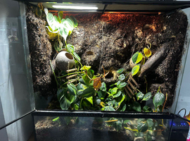 Exo Terra 90x90x45 Bioactive Crested Gecko Setup + 4 Geckos Full Setup