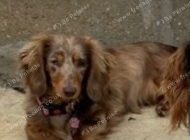 Long haired pedigree miniature dachshund chocolate dapple looking for a new home