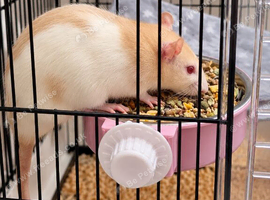 Albino Rat (female) 11 months old