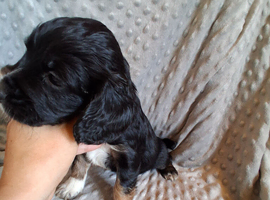 3 stunning kc registered puppies left