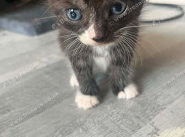2 beautiful kittens- ready 13th November