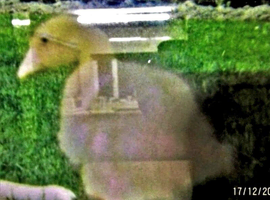 A few days old baby goose