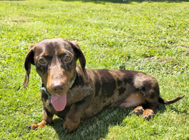 Miniature smooth haired dachshund