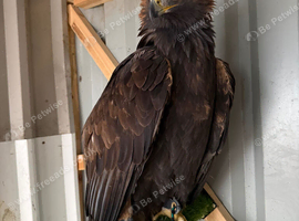Female golden eagle pr