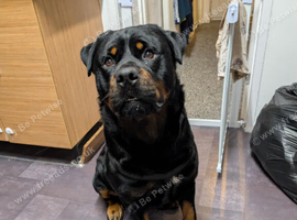 3 year old rottie