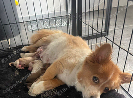 Pomapoo puppies ready for new homes 22/10/2026