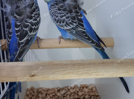 2 Male Hagaromo Budgies