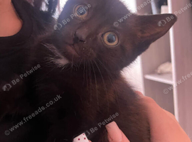 Beautiful little male kitten for sale