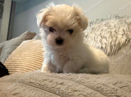 one beautiful Tiny Korean boy available